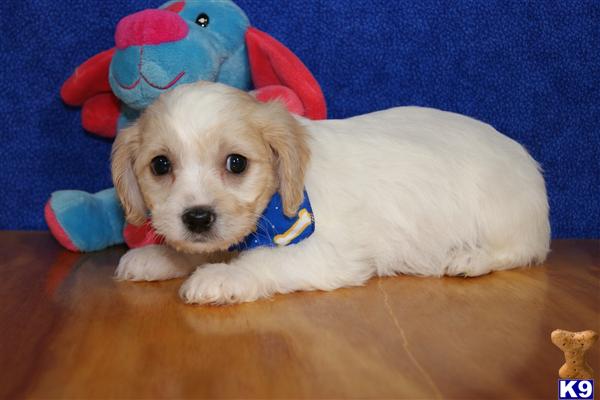 Puppies in GA